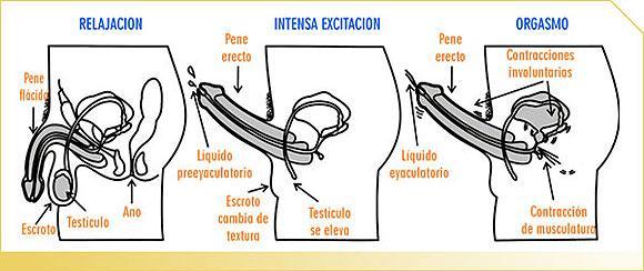 Diagrama de la secuencia de eyaculación masculina
