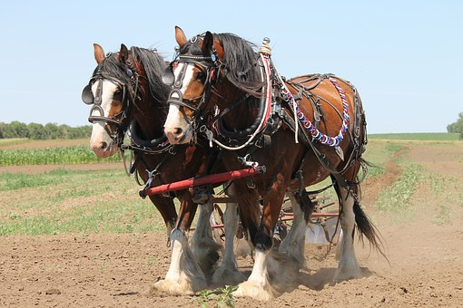 Top 10 Work Horses to Help You on the Farm - Global Brands Magazine