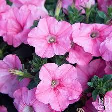 Macintosh HD:Users:sarinavetterli:Desktop:Plant and Granola Sale:Plant Images:Supertunia pink.jpg