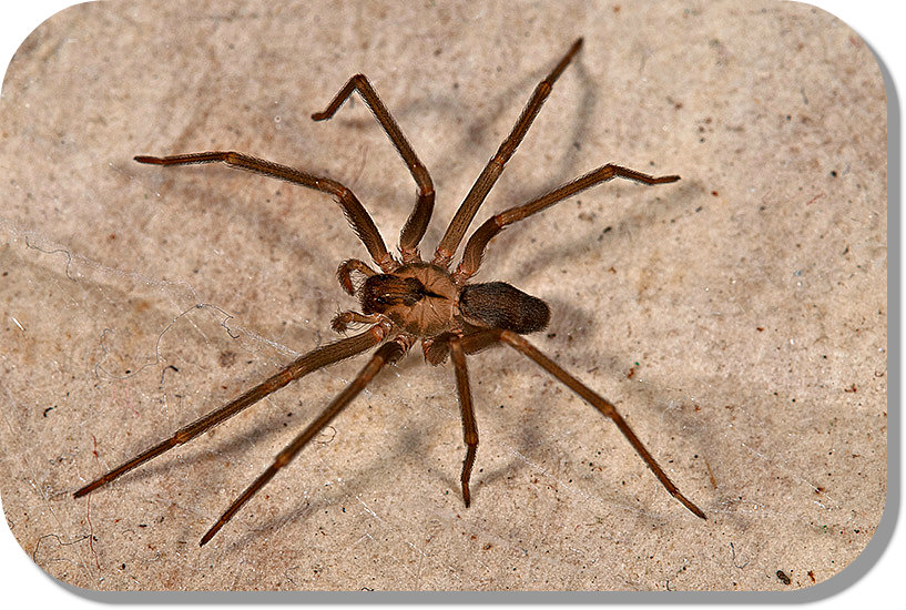 The Brown Recluse Spider Legend Of Wenatchee Home And Pest