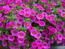 :Plant Images:Million Bells pink.jpg