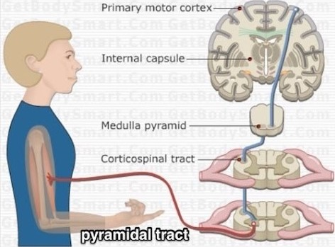 Spinal cord pyramidal tract