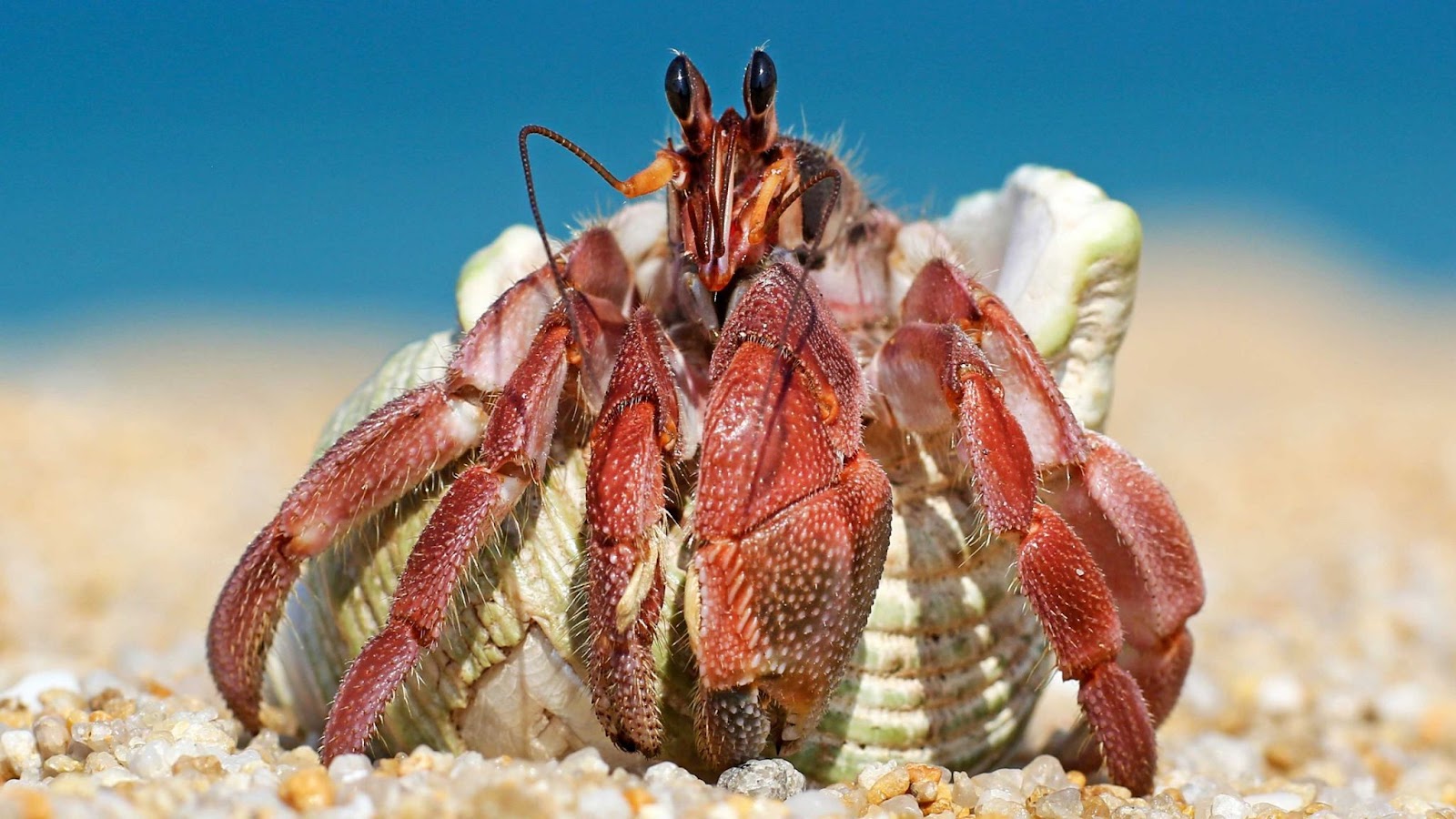 Hermit Crabs