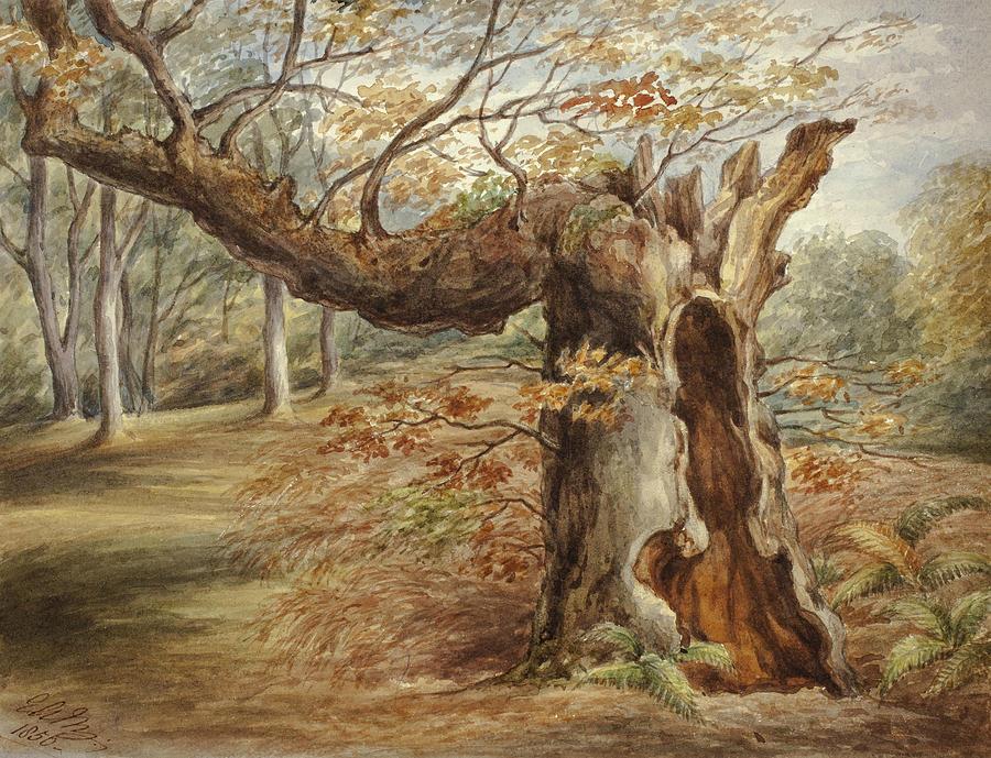 Rotting Tree Drawing by Elizabeth Murray