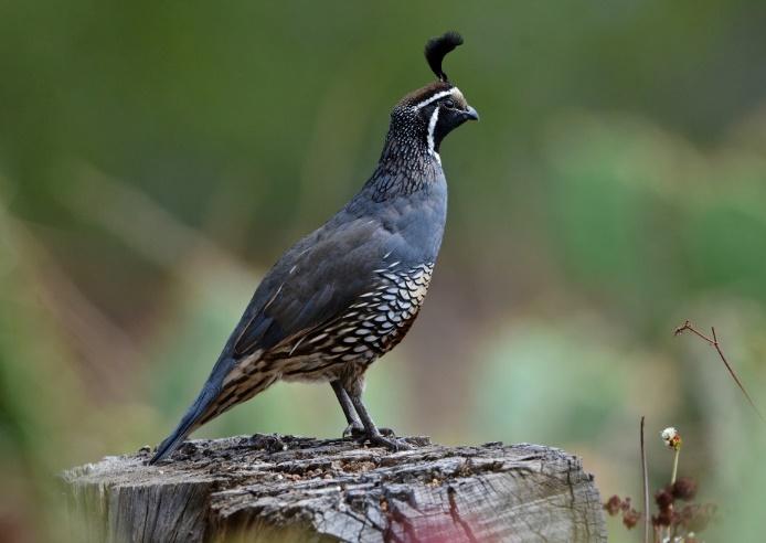 A bird standing on a logDescription automatically generated with low confidence