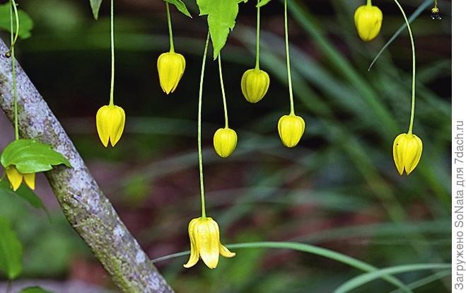 Клематис ползучий (C. repens)