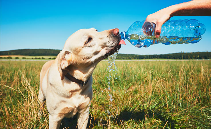 A yellow lab is drinking water as it’s poured from a plastic water bottle by his owner on a hot summer day. 