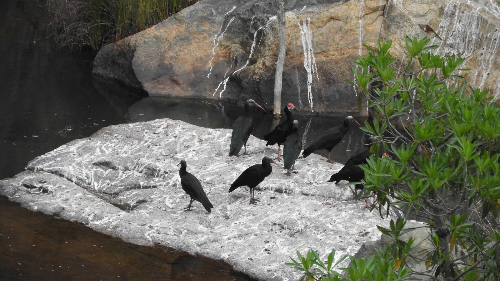 Bald Ibis Mantenga eSwatini