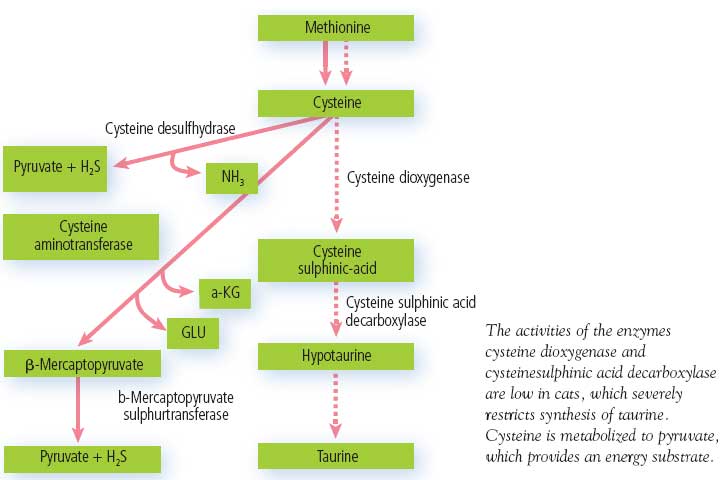 General pathway of taurine synthesis in the liver from sulphur amino acids
