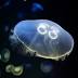 Moon jelly