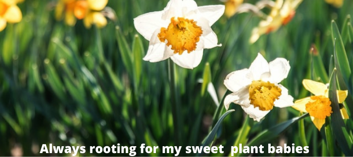 daffodil captions
