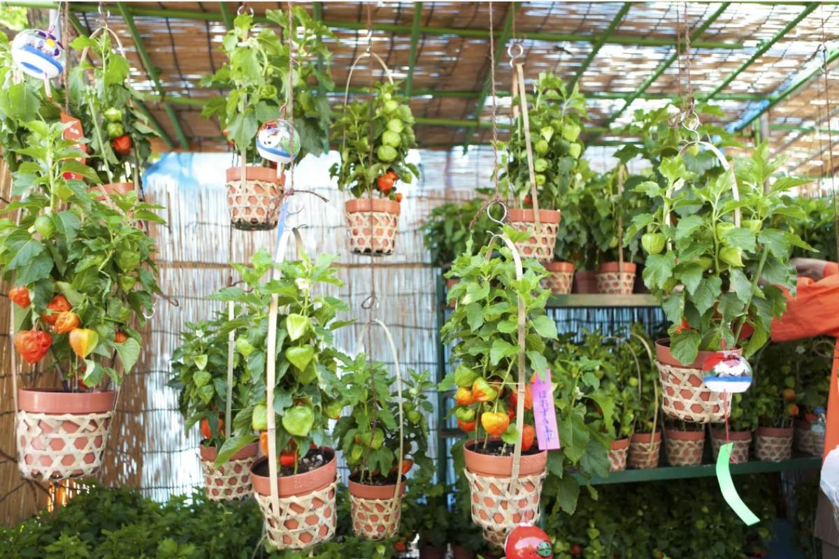 Prepare the pot for grow trailing tomato plants