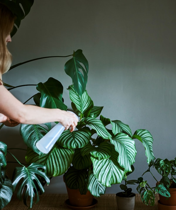 امرأة تستخدم زجاجة بلاستيك بفوهة لرش أوراق نبات الكالاتيا ضمن مجموعة من النباتات المنزلية.