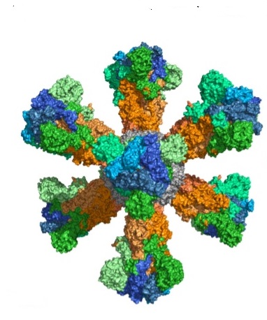 Proposta de uma nanovacina contra o vírus da COVID-19