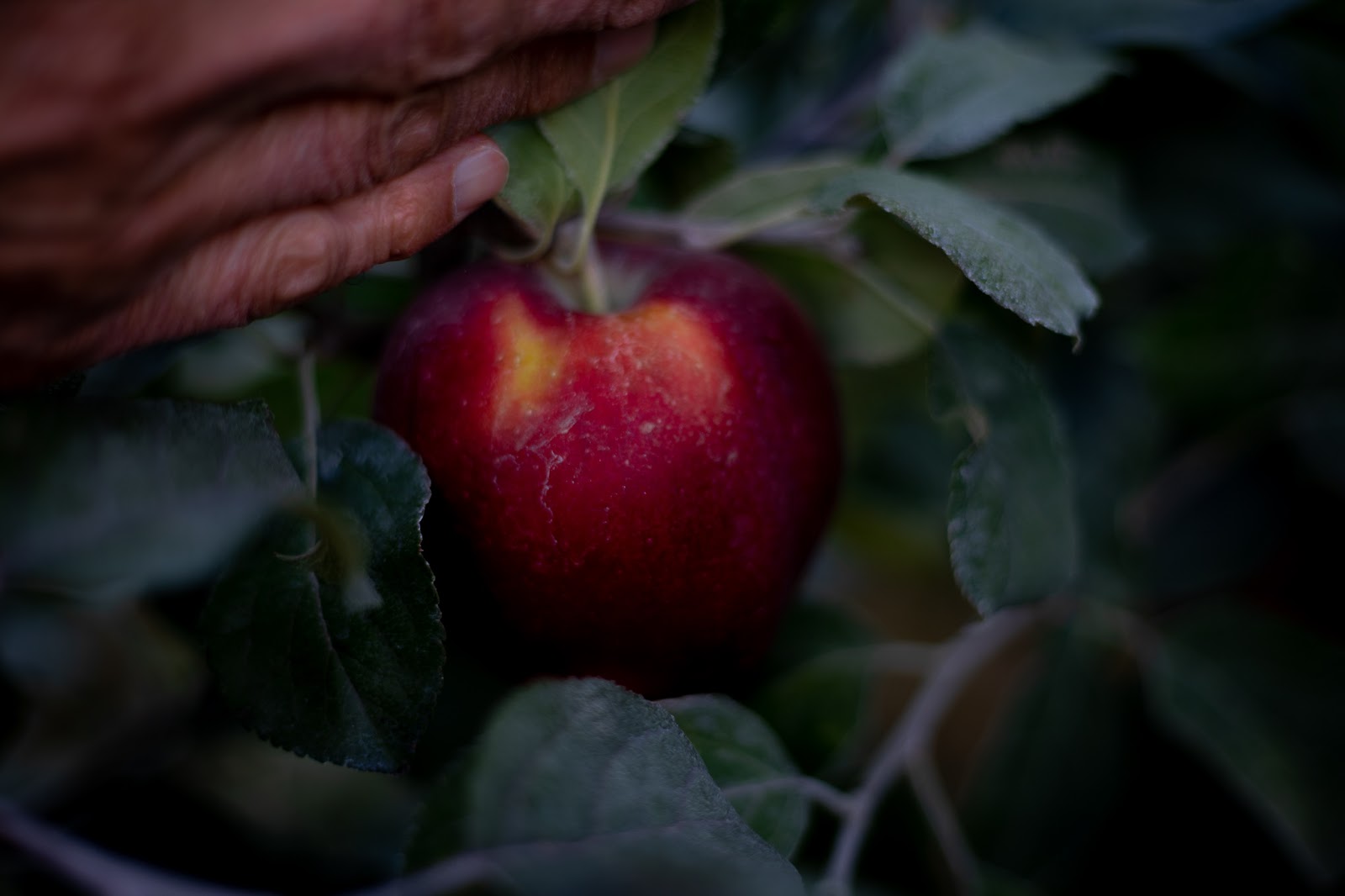Washington Apple Growers Sink Their Teeth Into The New Cosmic
