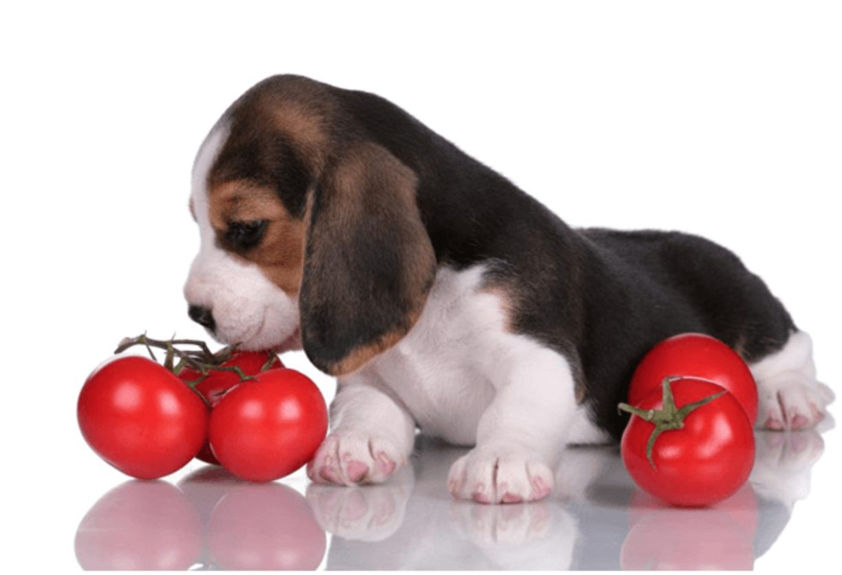 Can Dogs eat Raw Tomatoes 