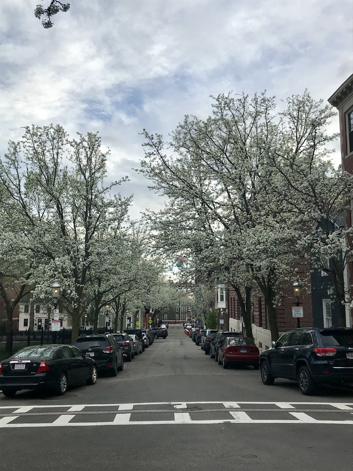 cherry blossoms boston