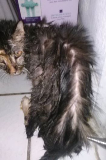 Photo: this is one of the well cared for cat facts everyone is defending  eileen about really..... the cat weighs 4 .7 pounds look at her spine yeah....reason for her medicalccondition you ask neglect!!!!