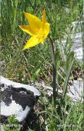 wild tulip plant