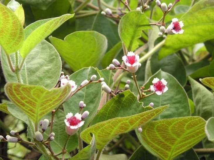 Top 15 cách chữa viêm họng bằng thuốc nam hiệu quả 30 Lá mơ có công dụng giảm ho, chống viêm do viêm họng và viêm amidan hiệu quả