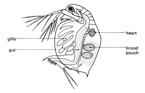 Какой тип кровеносной системы характерен для дафнии. Строение самки дафнии. Строение дафнии схема. Внешнее строение дафнии (Daphnia Magna). Строение дафнии обыкновенной.