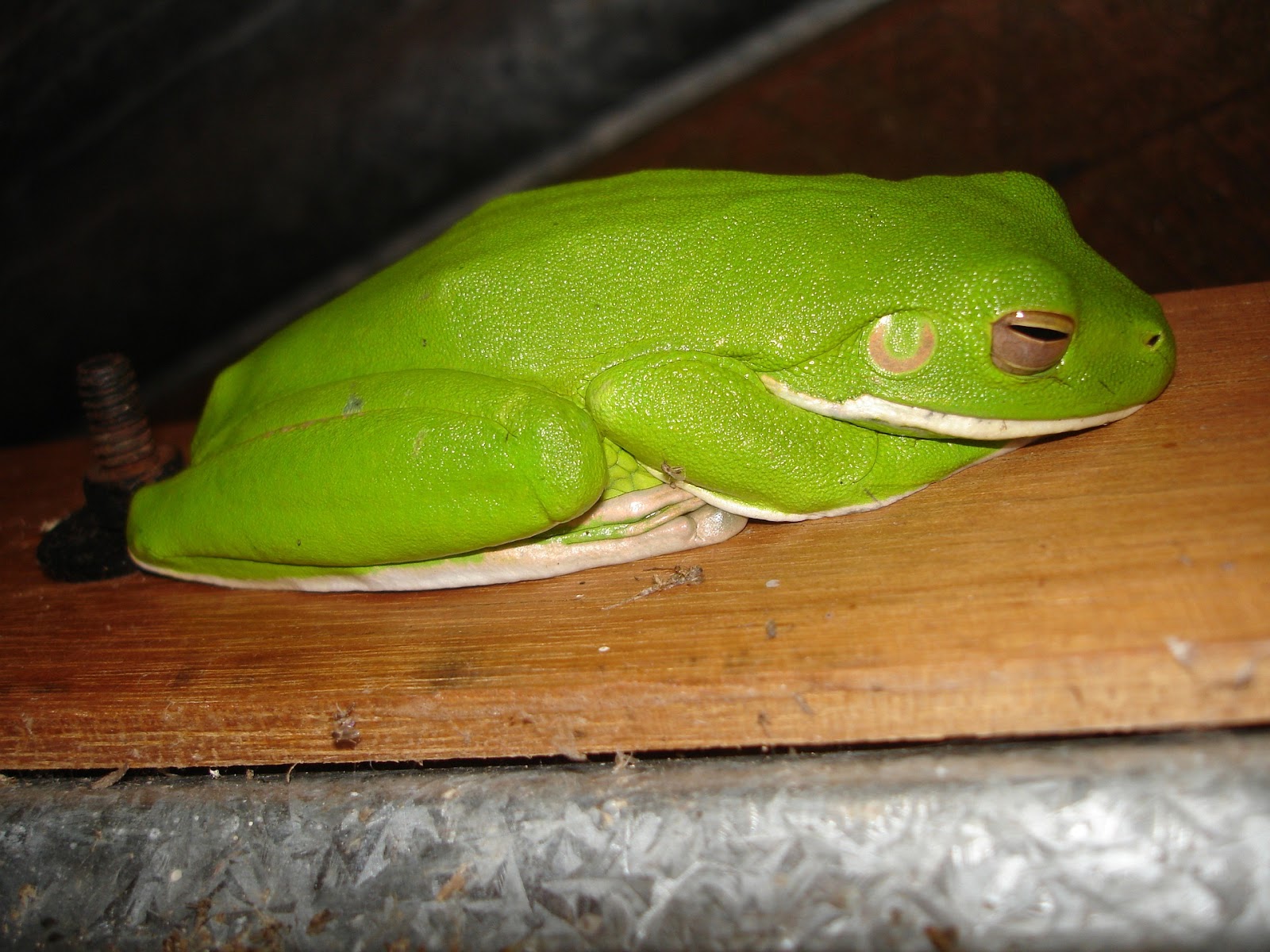 A White's tree frog resting on a wooden ledge
