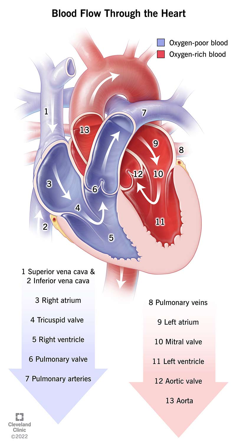 An illustrated infographic showing how blood travels through the heart. 