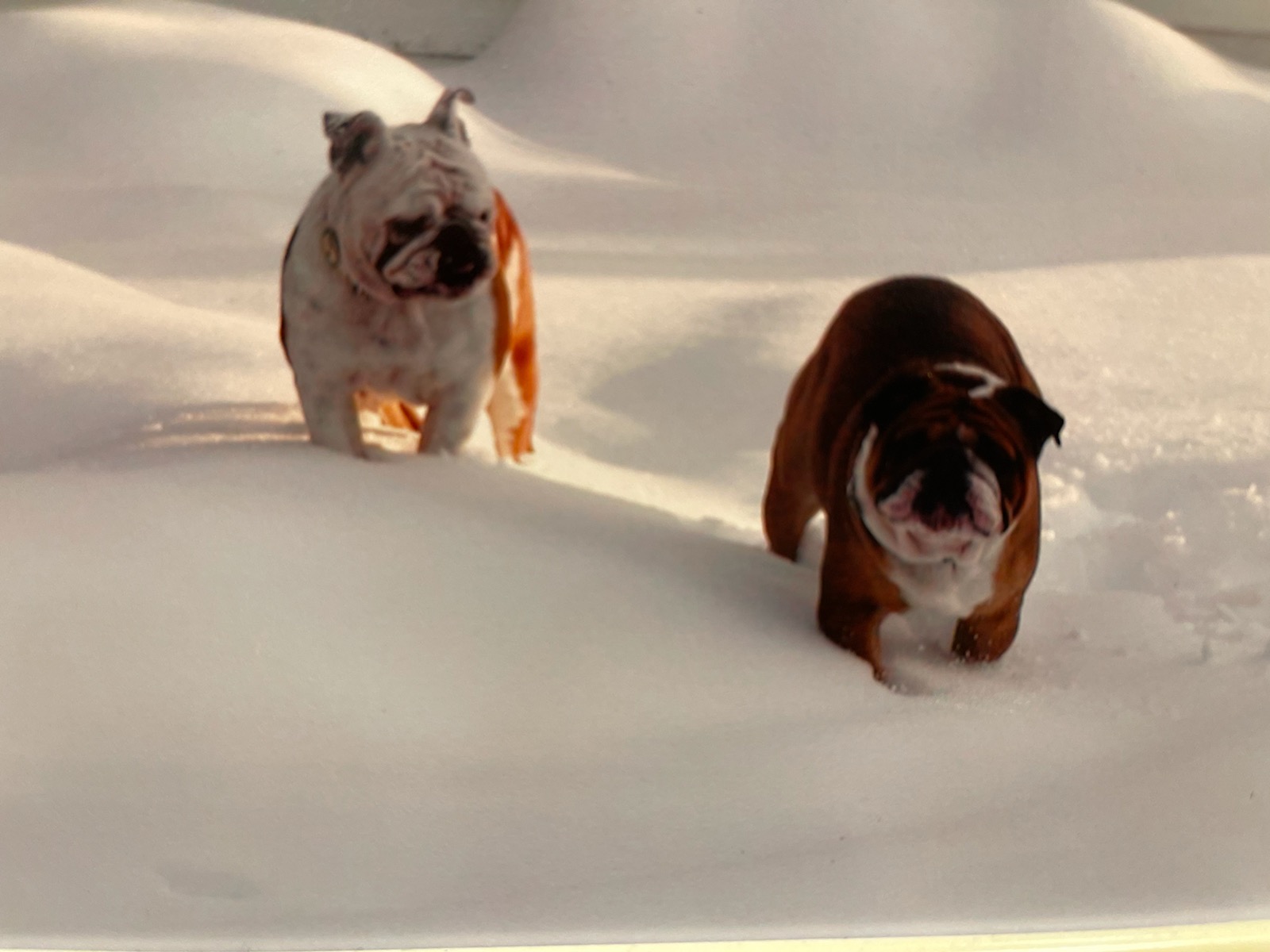 A picture of two english bulldogs playing in the snow