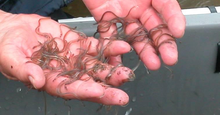 Image result for freshwater eel breeding