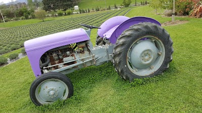 Photos of Wanaka Lavender Farm