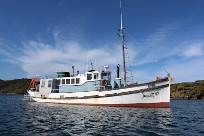 Photos of Shark Dive NZ