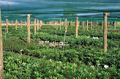 Photos of Blue Mountain Nurseries