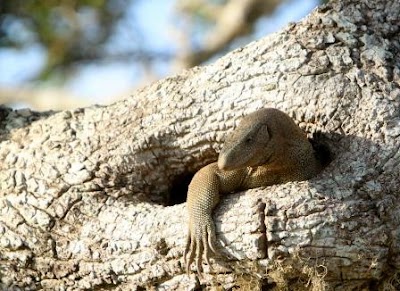 Photos of Leopard Safaris Yala Campsite
