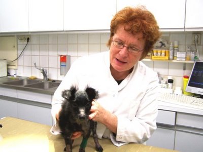 veterinary-care