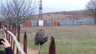 Photos of Ostrich Fun