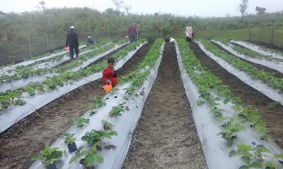 Photos of Agrowisata Petik Sendiri Buah Strowbery