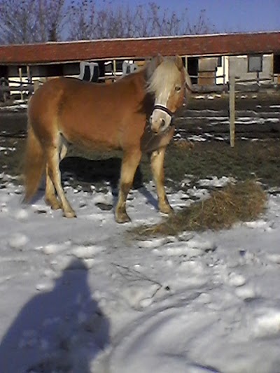 Photos of Horse N Around Bulgaria