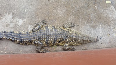 Photos of Crocodile Centre St Lucia
