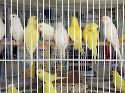 Photos of محلات الطيور وأسماك الزينه ولوازمها birds and fish accessories