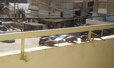 Photos of Abo Yousef Bakery