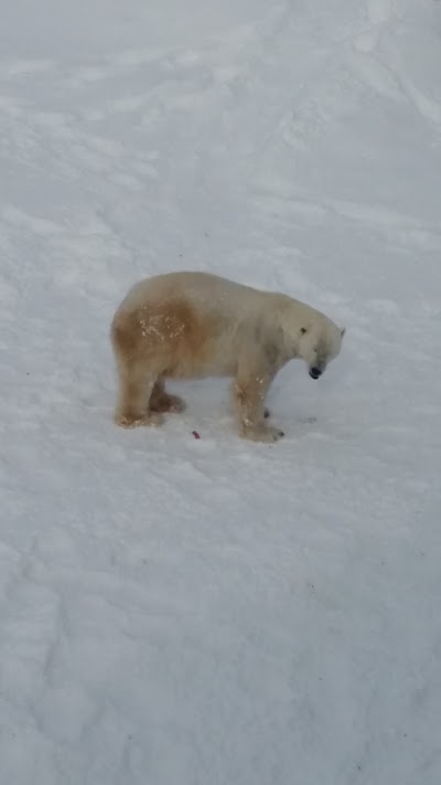 Photos of Ranua Zoo Camping