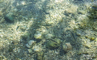 Photos of Paraiso City