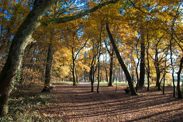 Bois du Burck