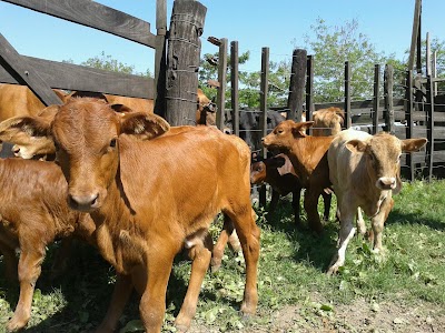 Photos of Campo La Carmela
