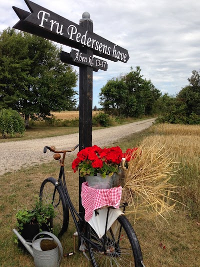 Photos of Mrs. Pedersen's garden