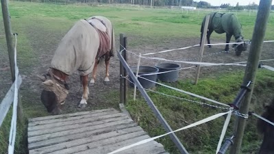 Photos of Jau Jau Icelandic Horses