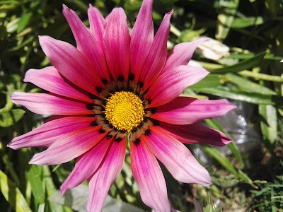Photos of New Domiat Garden
