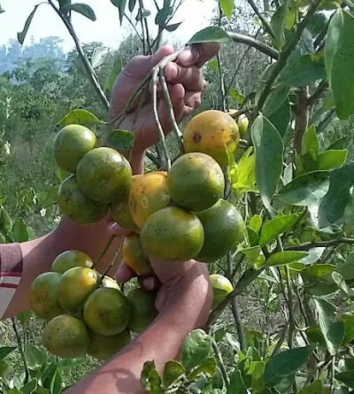 photo of Kebun Jeruk - AgFor -Didi-Aunupe