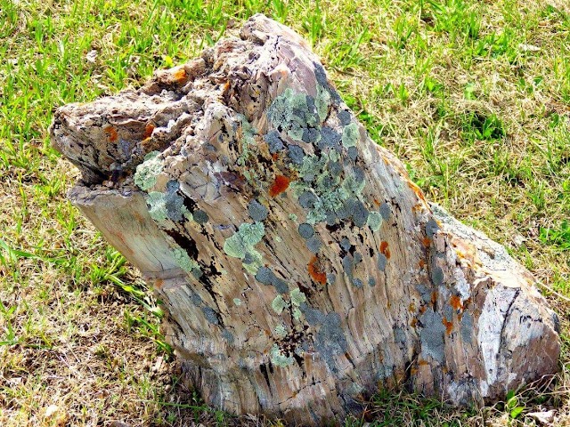 Badlands Petrified Gardens