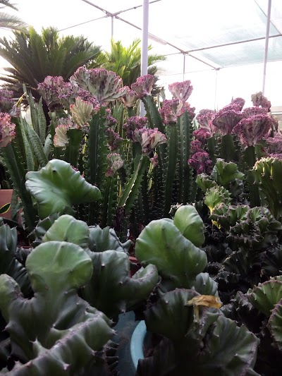 Photos of Desert Spring Nursary
